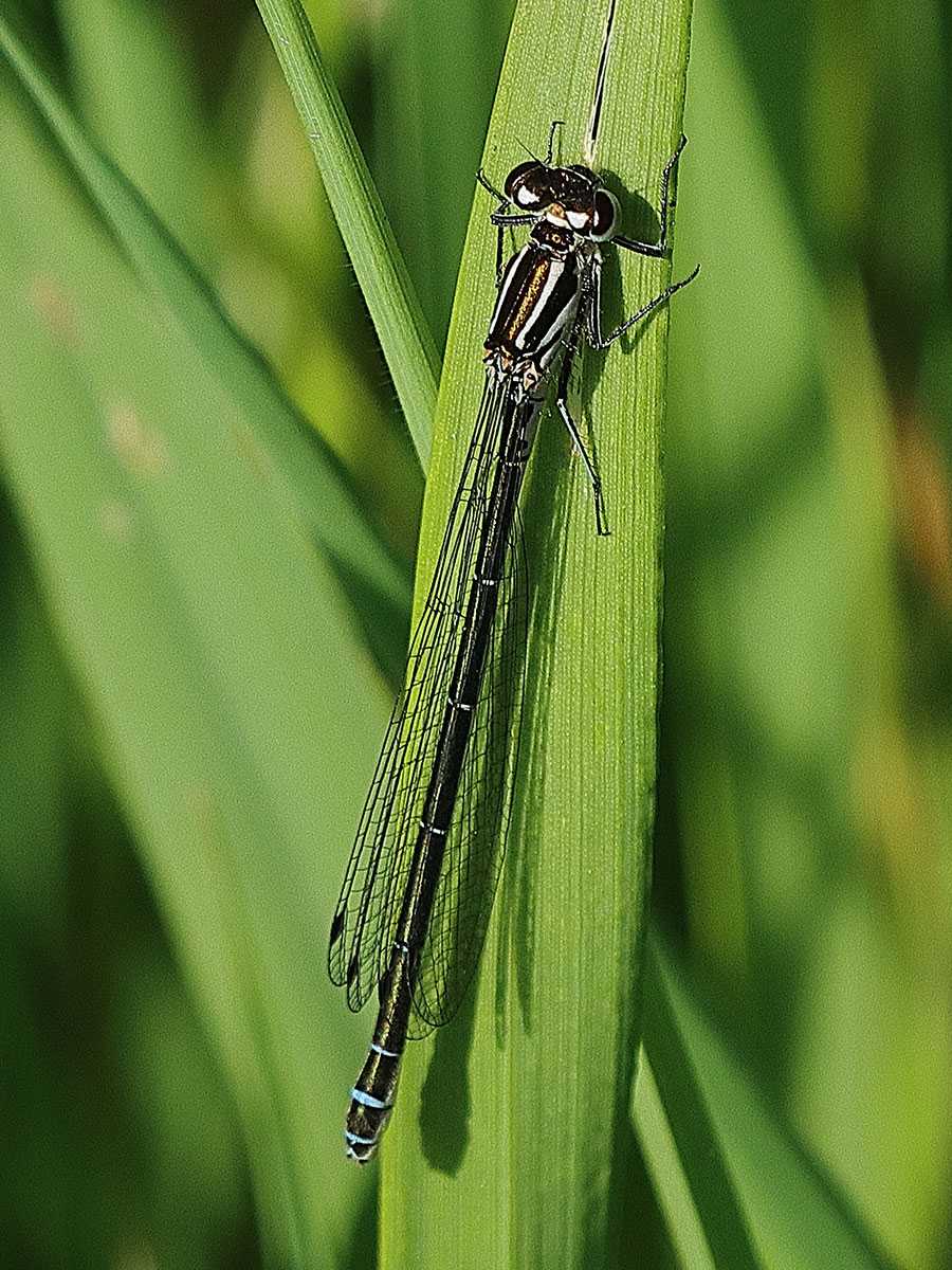 Coenagrion_puella